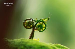 green bike